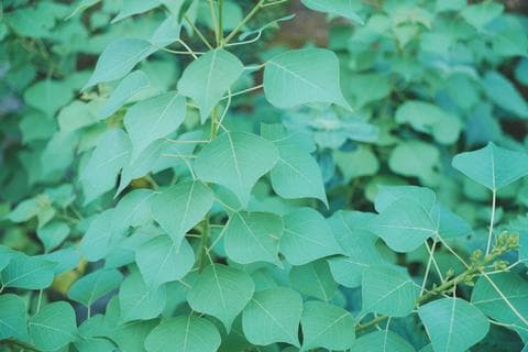 香港五種野外常見的中藥材植物，你認識多少個？