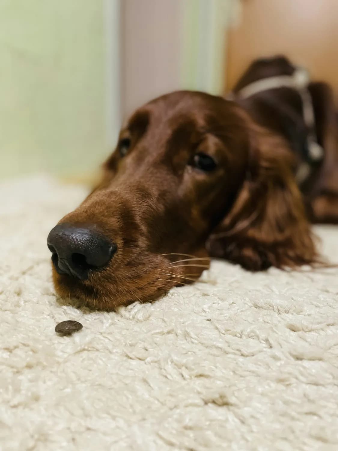 狗狗不能碰的致命美食：巧克力