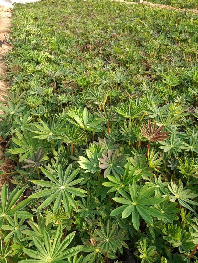 鲁冰花的花语是什么？鲁冰花的寓意和象征