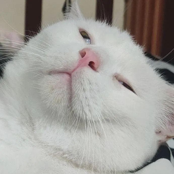 为什么猫咪时候睁着眼睛睡觉
