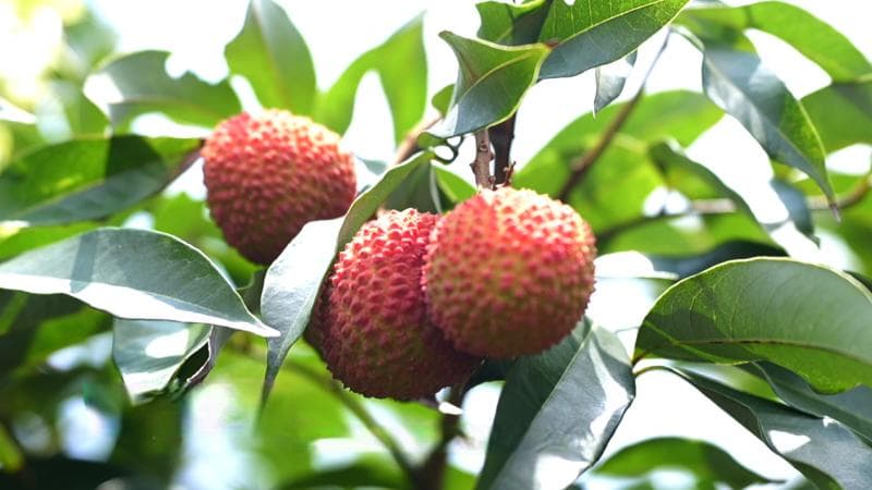 北纬18°的绿：政策赋能绿色优质农产品发展新生态