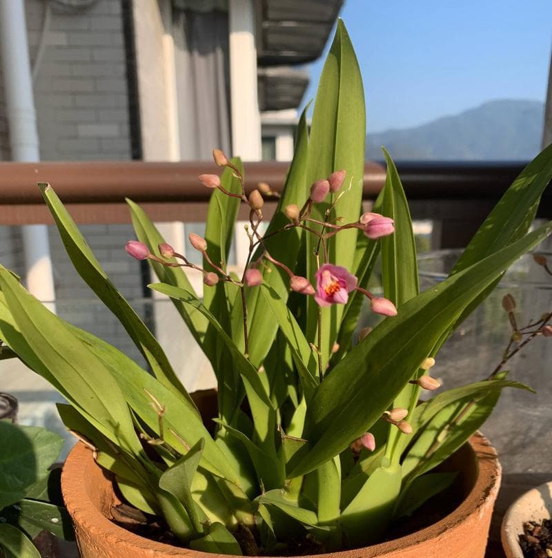 文心兰的养殖方法（打造优美花园的秘诀）
