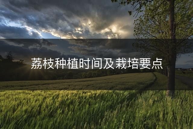 荔枝种植时间及栽培要点
