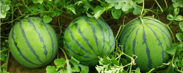 夏季西瓜的种植方法：附病虫害防治
