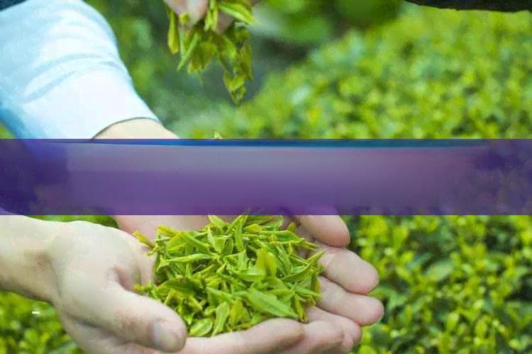 黄芪葚红枣普洱茶：一杯茶饮里的五重养生功效