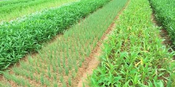 韭菜种植全攻略：从选种到采收的完整指南