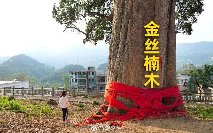 重庆发现八棵千年金丝楠木树，最大一棵已有1500年历史