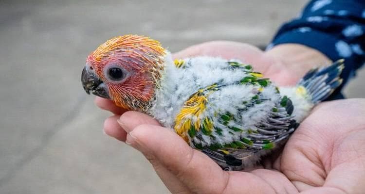 如何正确喂养网购的雏鸟鹦鹉？（喂养鹦鹉需要注意的8个关键点）