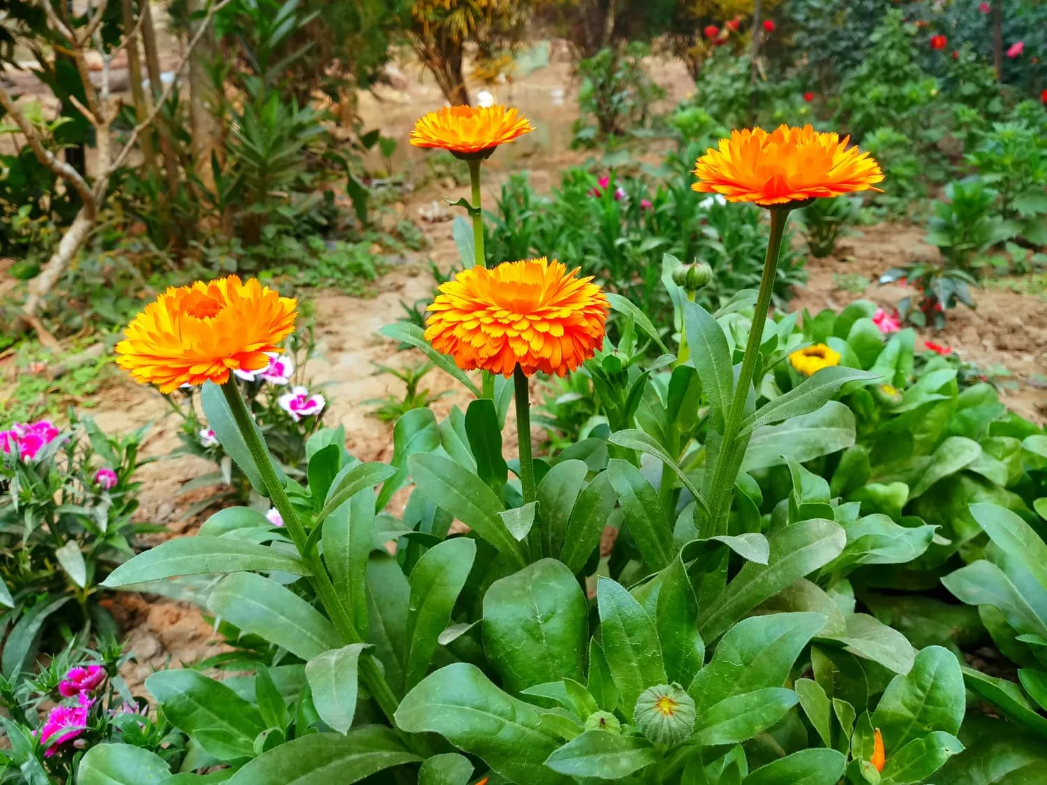 三种科学方法储存金盏菊种子，确保来年高发芽率