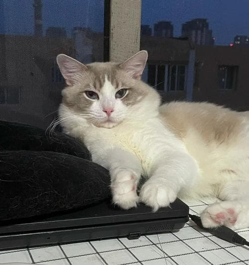 布偶猫绝育时间的选择（关于雄性布偶猫绝育的必要性及最佳年龄）