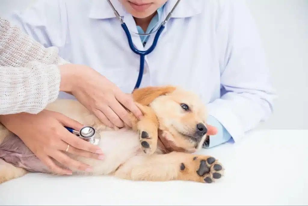 從貓狗健康檢查開始關愛毛孩，5分鐘掌握寵物健康檢查要點！