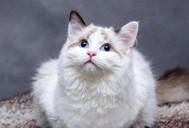 猫咪吃化毛膏有用吗？科学解析+使用指南