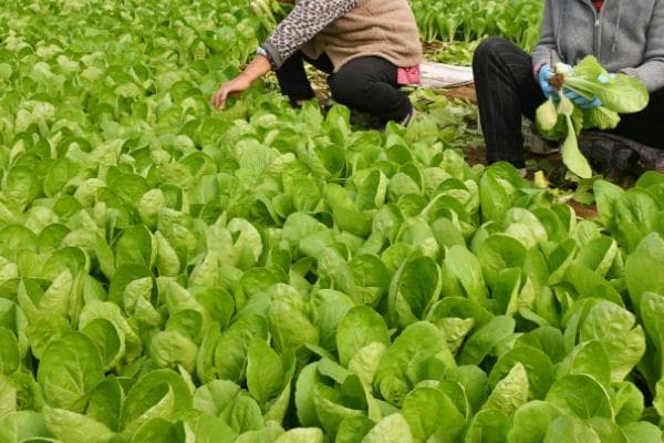 四月份适合种哪些蔬菜？油菜、韭菜、空心菜等最佳选择