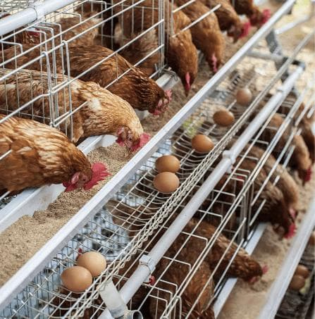 蛋鸡脂肪肝出血综合征：发病机制与防治措施