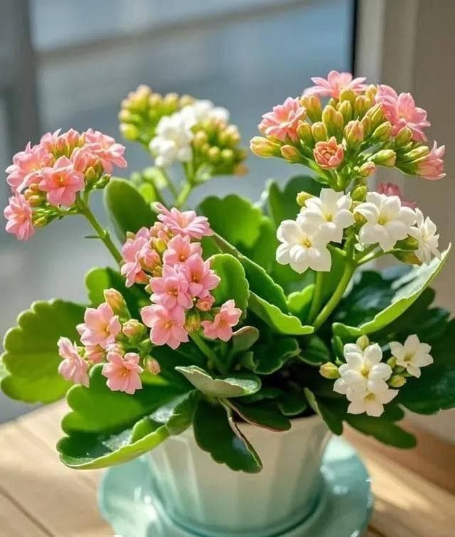 养长寿花，天冷注意“2点”，叶子硬邦邦，鲜花呼呼开爆盆