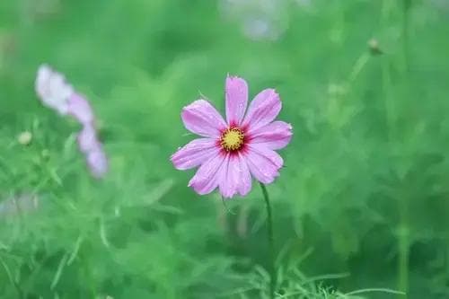 自控力：概念、关键要素与提升方法