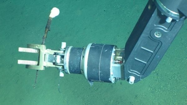 万米深渊破译生命密码 我国深海生命科学研究迈入国际前沿