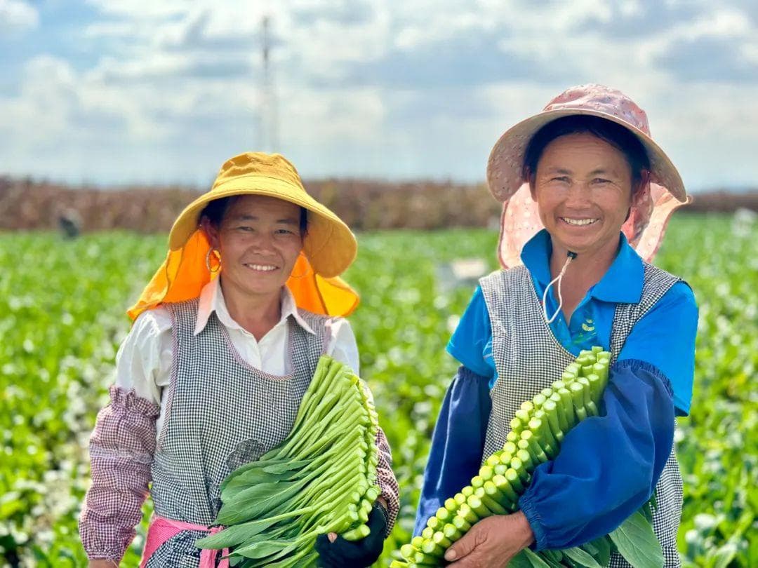 让百姓的“菜篮子”“果盘子”更丰富！云南高原特色农业崛起观察