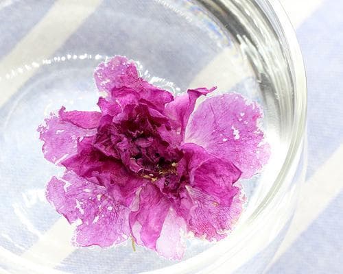 茶花泡水喝的好处与注意事项（探究茶花泡水喝的养生功效和正确方式，呵护身体健康）
