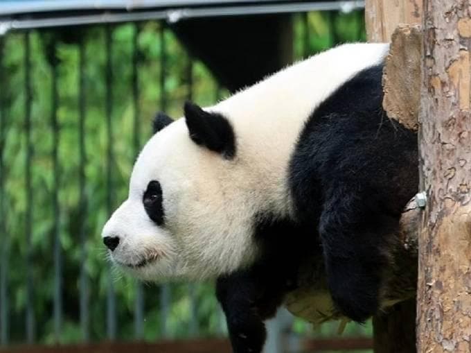 熊猫那么多，教你一眼分辨萌兰
