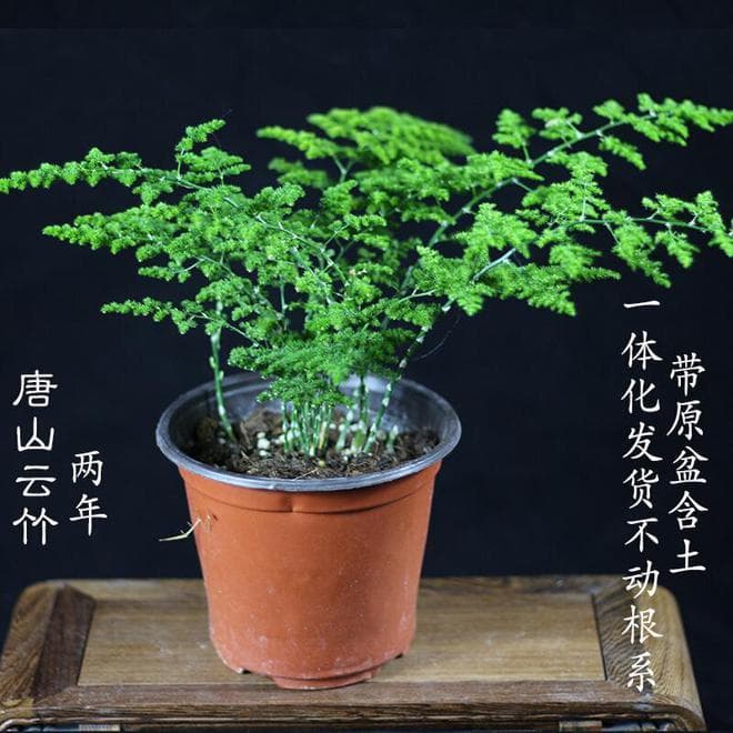 云竹盆景的养护方法