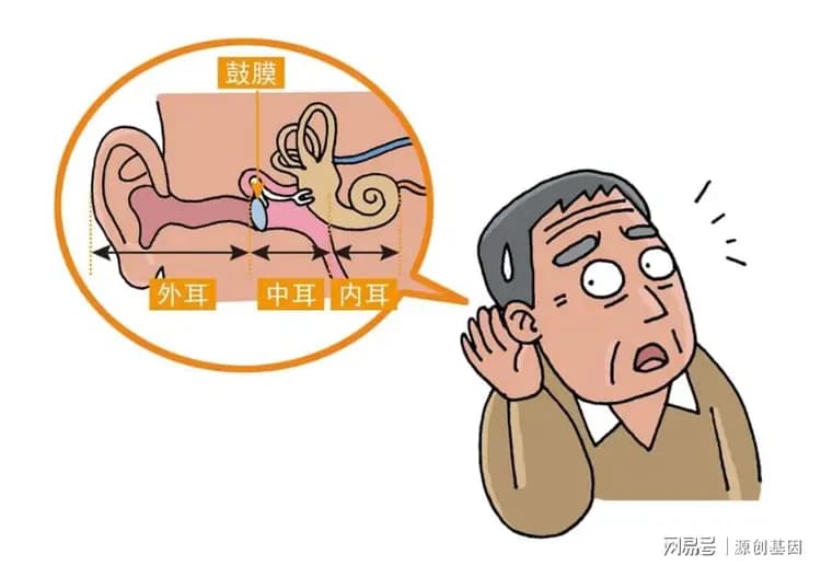 全国爱耳日|干细胞技术：重获听力的新希望
