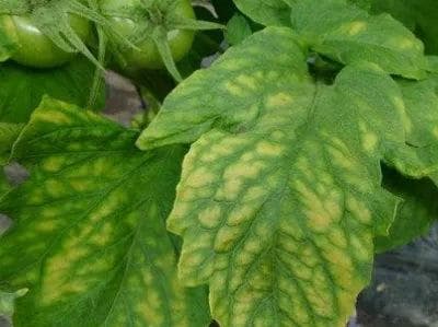 从叶绿素合成到补镁方案：植物镁营养全解析