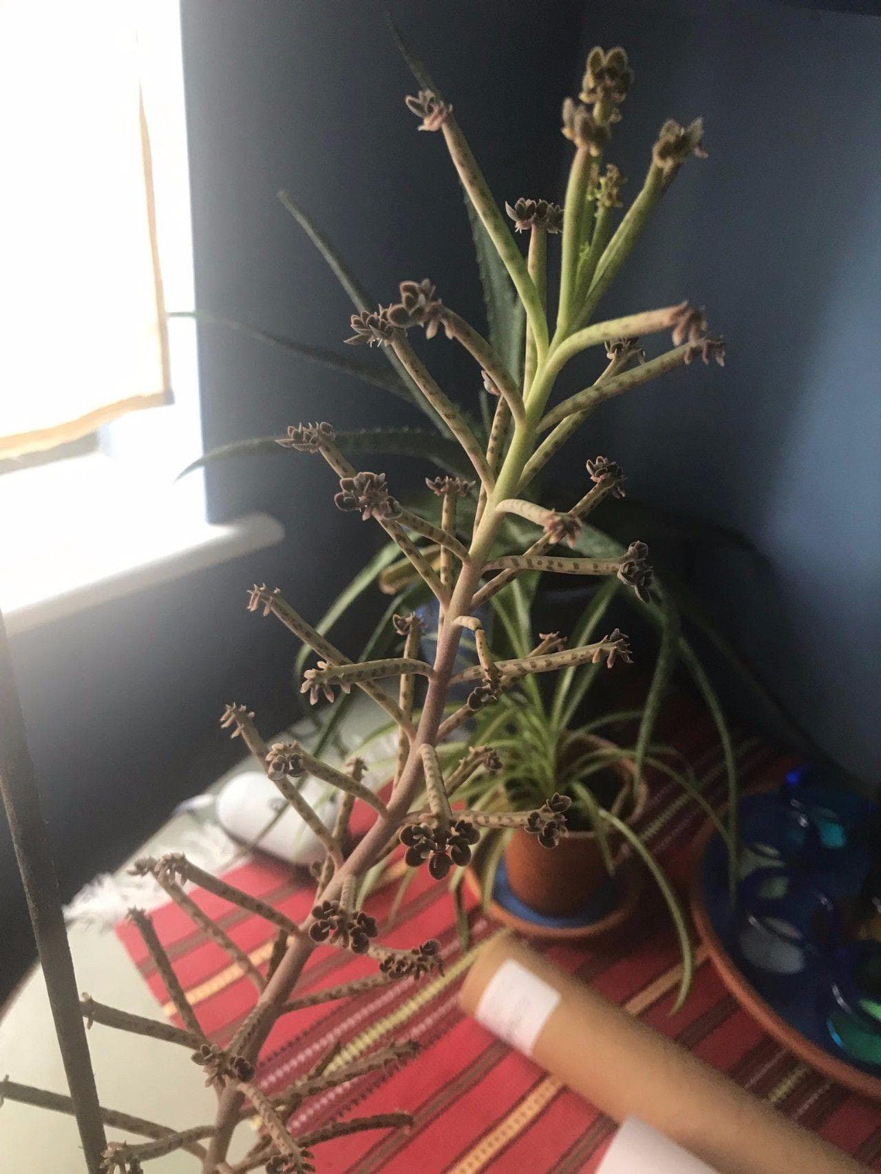 户外种什么花耐旱又好养（种这6种植物，露养户外就好长）