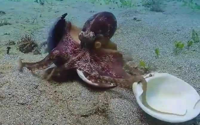 章鱼吃什么食物？