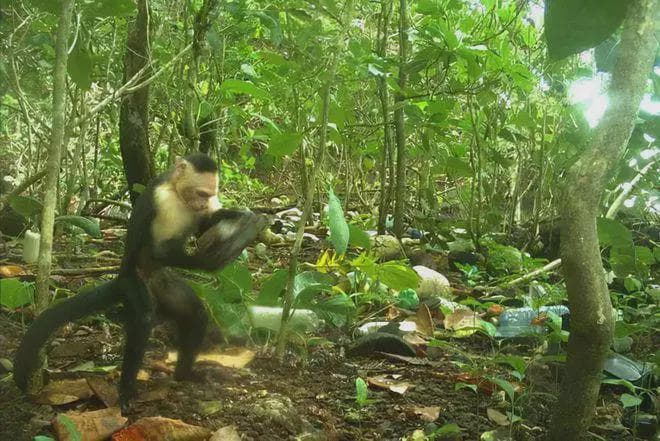 巴拿马猴类已经进入石器时代？会进化成全新的人类吗？