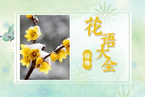腊梅的花语和代表意义是什么？