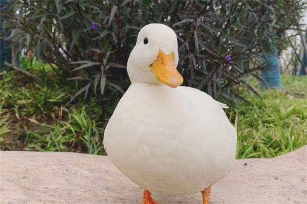 "duck不必"是什么梗？