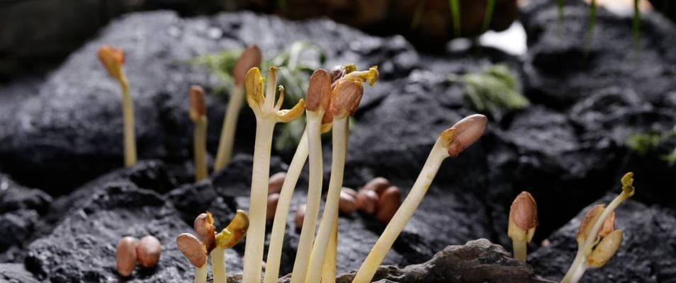 花生发芽了，可以吃吗？（了解花生发芽后的食用方法和注意事项）