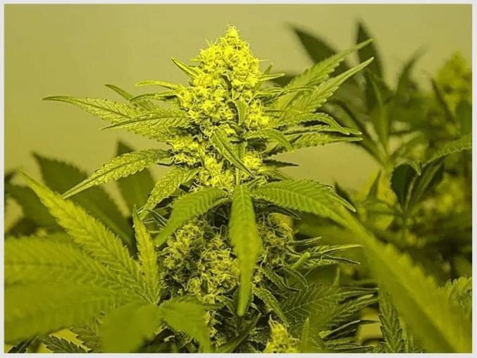 【柳江禁毒科普】保护环境！禁毒与你同行！