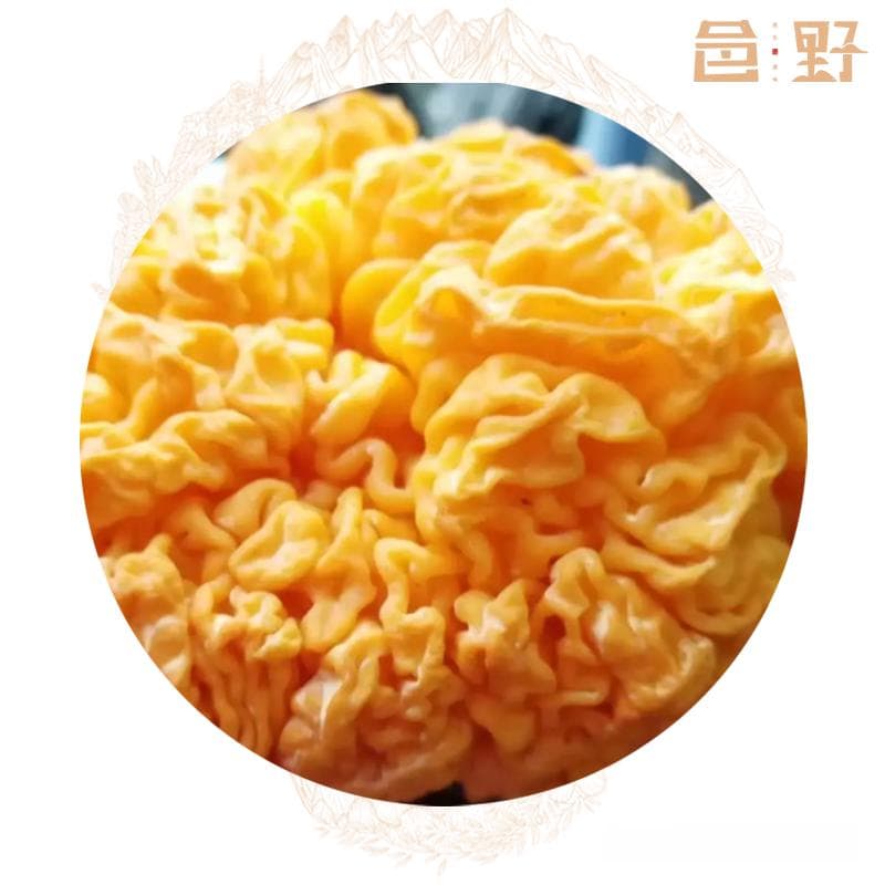 关于几个重要概念：蘑菇、真菌、食用菌、食用蕈菌和菇菌