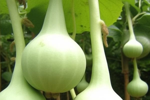 葫芦的功效与作用、禁忌及食用方法