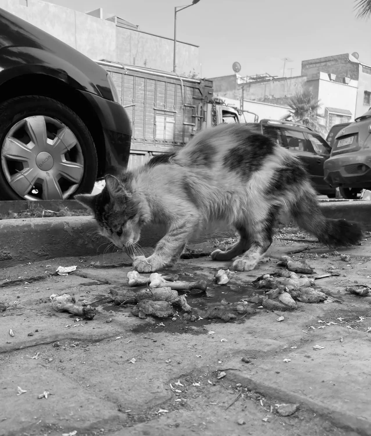 流浪猫治理：科学管理与公众参与的双重路径