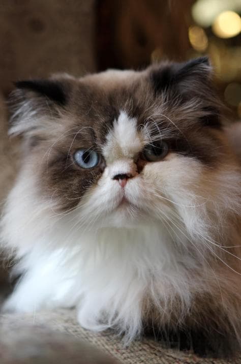 冻干VS猫粮：猫咪的美食革命，你站哪一队？