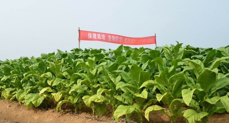 强化绿色防控 助推烟叶高质量发展
