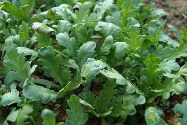 茼蒿菜的种植方法