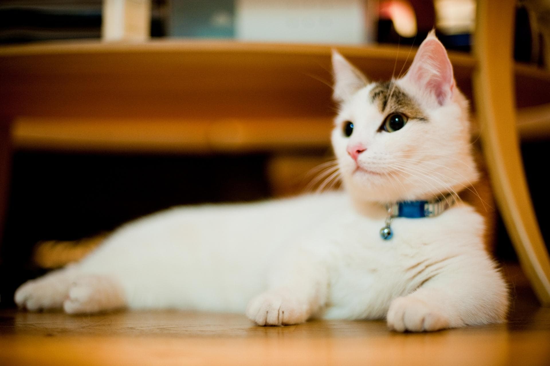 矮脚猫是什么品种有哪些特点