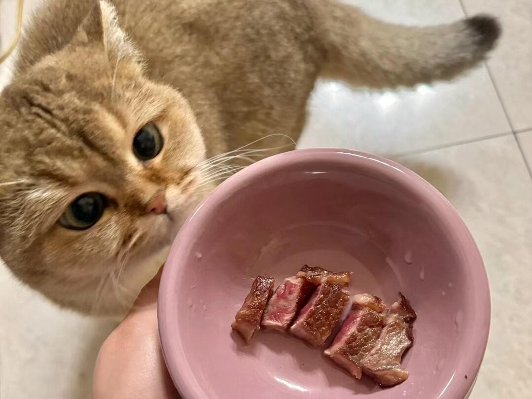 猫咪也会护食！？猫咪护食该怎么办？