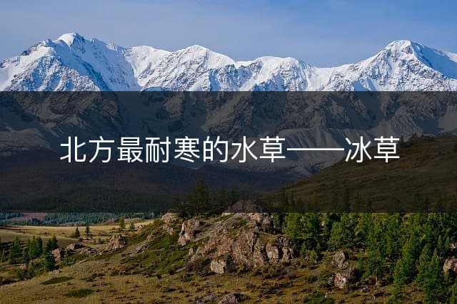北方最耐寒的水草——冰草