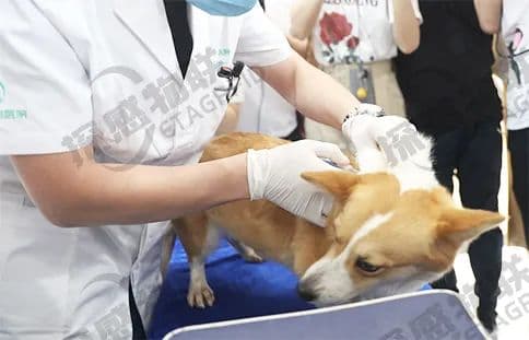 RFID技术在犬只身份识别与追溯中的应用