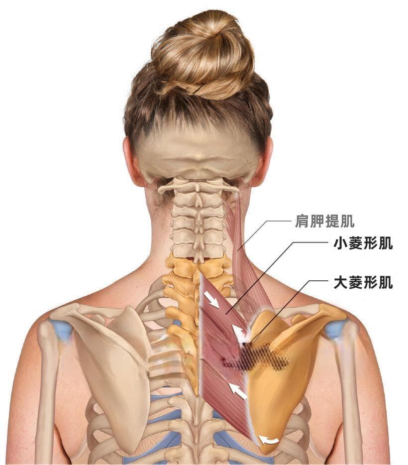 【每日一肌】这块肌肉常引发翼状肩、上交叉综合征，还有肩胛骨内侧缘疼痛！