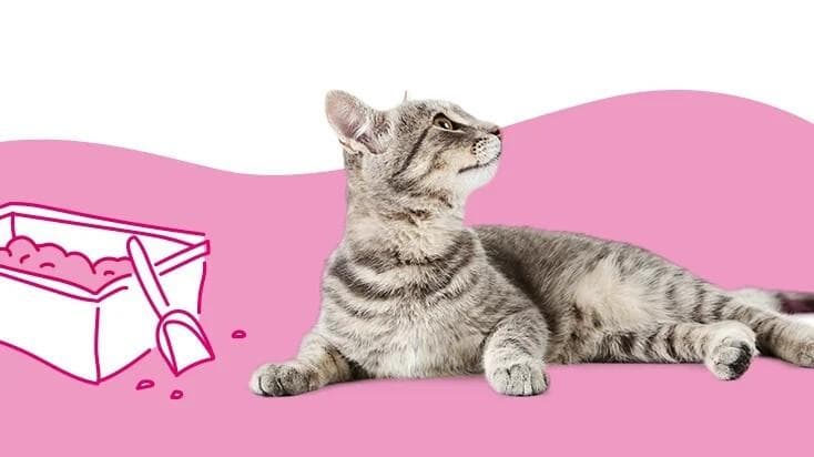 为什么我的猫拉血便便？9 种可能的原因