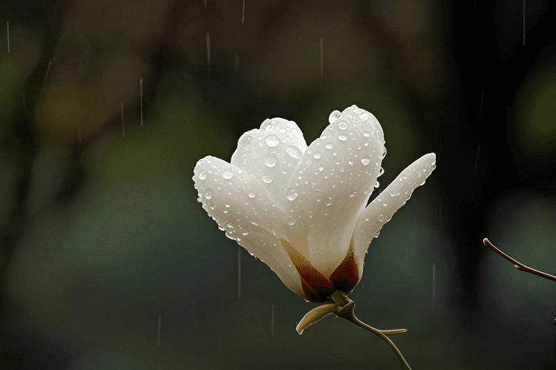雨中春花：春之韵的灵动诗笺
