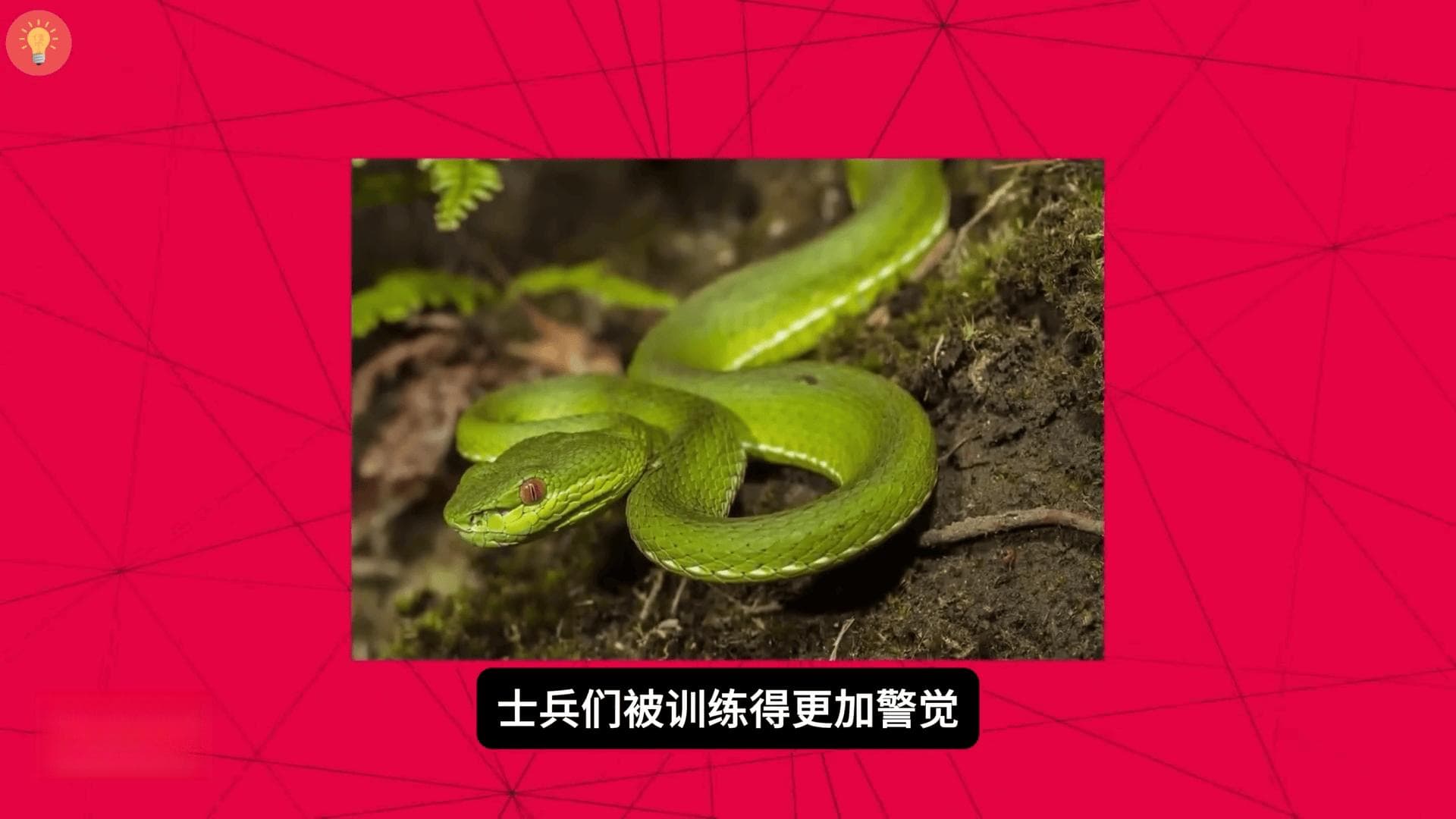 越战期间的蛇坑陷阱是什么？