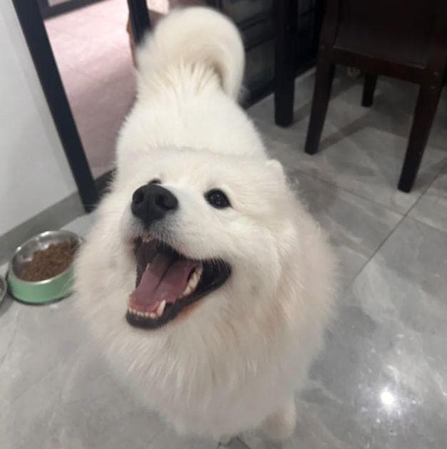 狗狗摇尾巴一定是开心吗？那就错了，这种情况下也会摇尾巴