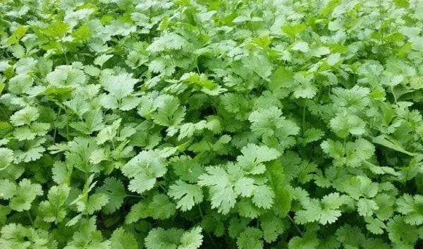 春季香菜最佳播种时间